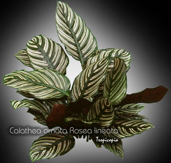Feuillage - Calathea ornata Rosea lineata - Calathéa ligné - Stiped calathea